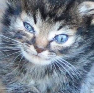 Meet your Posher, Linda